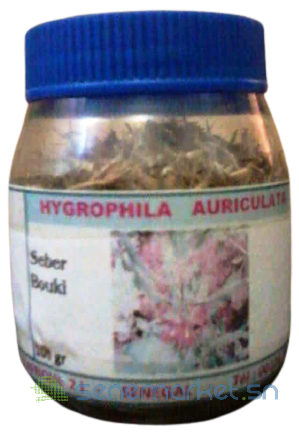 hygrophila-auriculata-big-0