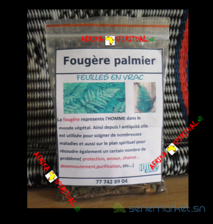 fougere-palmier-big-0
