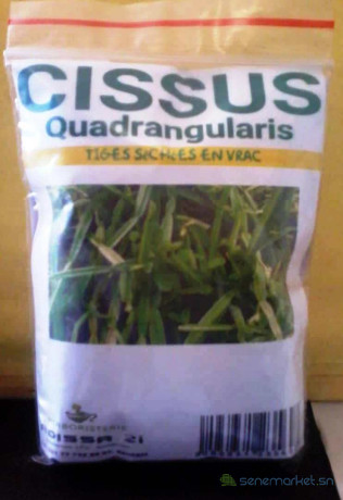 cissus-quadrangularis-big-0