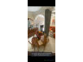 villa-r3-de-10-pieces-avec-garage-a-louer-aux-almadies-small-2