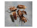 desinfection-desinsectisation-deratisation-small-0