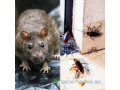 desinfection-desinsectisation-deratisation-small-1