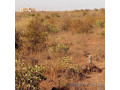 superbe-terrain-a-vendre-a-diass-small-1