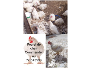 Vente poulet de chair