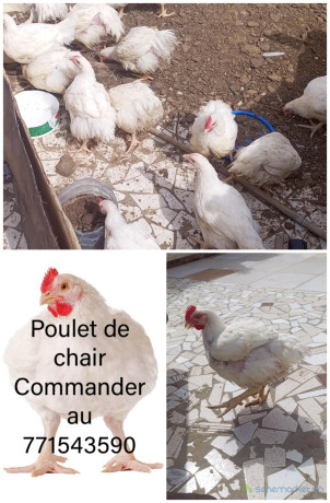 vente-poulet-de-chair-big-0