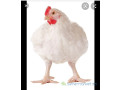 vende-de-poulet-chair-small-1