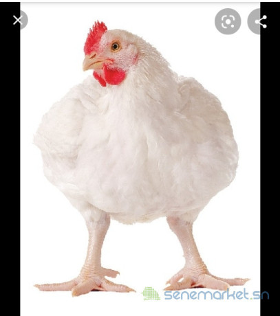 vende-de-poulet-chair-big-1