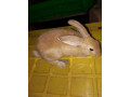 lapin-ordinaire-small-1