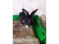 lapin-ordinaire-small-0