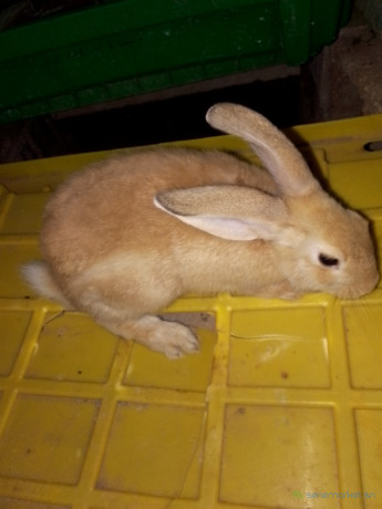 lapin-ordinaire-big-1