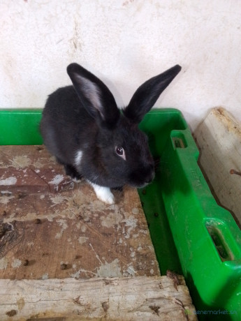 lapin-ordinaire-big-0