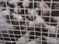 poulet-chairs-2-kg-small-1