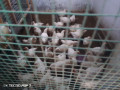 poulet-chairs-2-kg-small-0