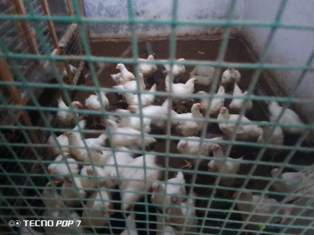 poulet-chairs-2-kg-big-2