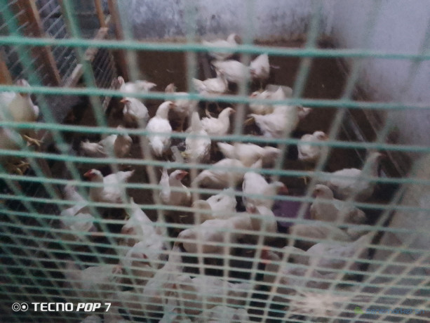 poulet-chairs-2-kg-big-0