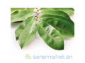 poudre-de-feuilles-de-graviola-corossol-bio-small-0