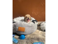 vente-de-chiots-male-bichon-maltais-vaccine-et-vermifuge-accessoires-small-2