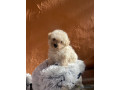 vente-de-chiots-male-bichon-maltais-vaccine-et-vermifuge-accessoires-small-1