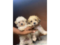 vente-de-chiots-male-bichon-maltais-vaccine-et-vermifuge-accessoires-small-0