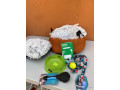 vente-de-chiots-male-bichon-maltais-vaccine-et-vermifuge-accessoires-small-3