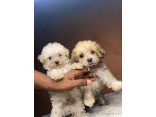 Vente de Chiots mâle Bichon maltais vacciné et vermifugé + accessoires.