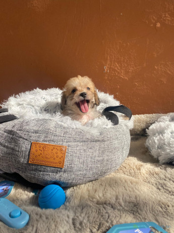 vente-de-chiots-male-bichon-maltais-vaccine-et-vermifuge-accessoires-big-2
