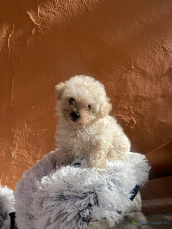 vente-de-chiots-male-bichon-maltais-vaccine-et-vermifuge-accessoires-big-1