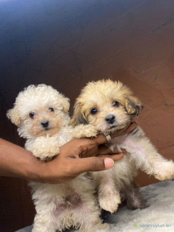 vente-de-chiots-male-bichon-maltais-vaccine-et-vermifuge-accessoires-big-0