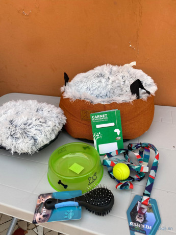 vente-de-chiots-male-bichon-maltais-vaccine-et-vermifuge-accessoires-big-3