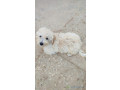caniche-bichons-nains-small-0