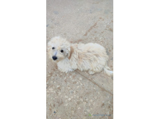 Caniche Bichons nains