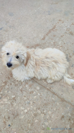 caniche-bichons-nains-big-0