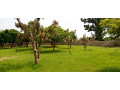 location-verger-6500m2-et-poulailler-mbour-small-0