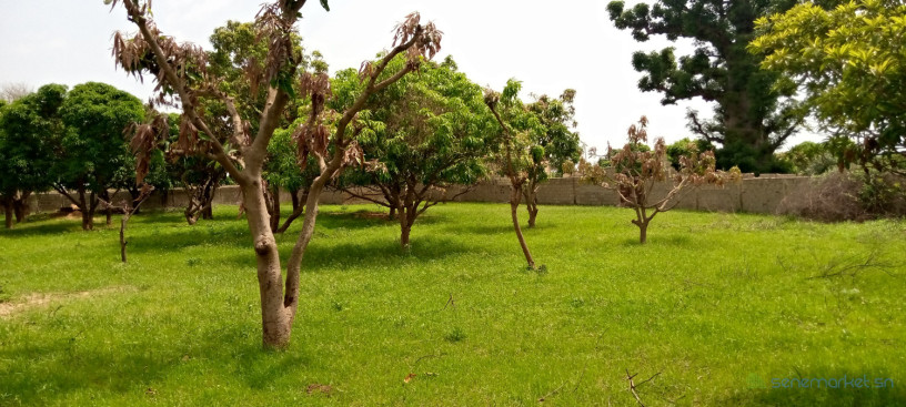 location-verger-6500m2-et-poulailler-mbour-big-0