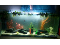 aquarium-small-3