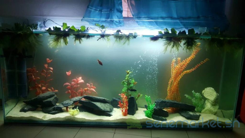 aquarium-big-3