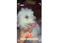 bichon-a-vendre-small-0