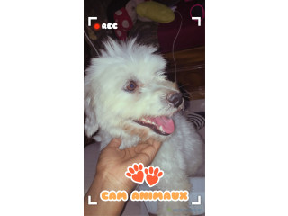 Bichon à vendre