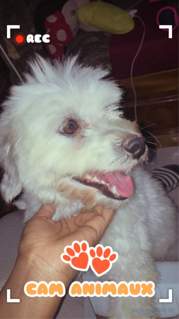 bichon-a-vendre-big-0