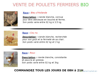 Poulets Fermiers Bio : Bleu de Hollande, Cou nu et roux