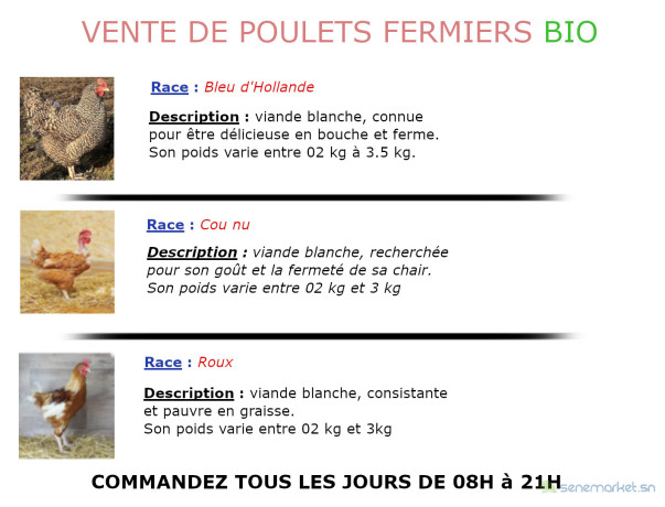 poulets-fermiers-bio-bleu-de-hollande-cou-nu-et-roux-big-0