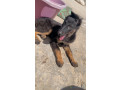 berger-allemand-small-0
