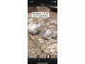 pigeon-texan-small-0