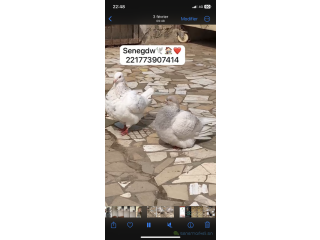 Pigeon texan