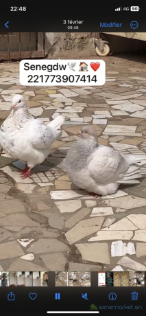 pigeon-texan-big-0