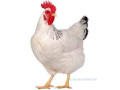 courtier-poulet-de-chair-small-0