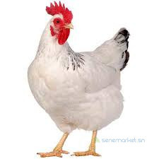 courtier-poulet-de-chair-big-0