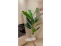 magnifique-appartement-meuble-small-4