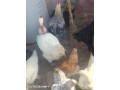 oeufs-fecondes-a-couver-small-1