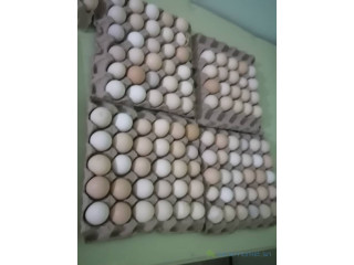Œufs fécondés à couver
